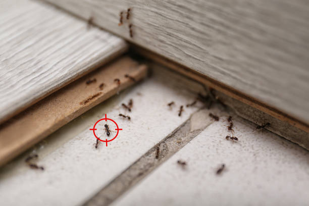 Best Spider Control Near Me  in Odessa, FL