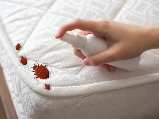 Best Local Pest Control Services  in Odessa, FL